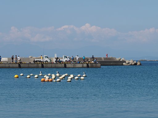 軽トラと海ネコ