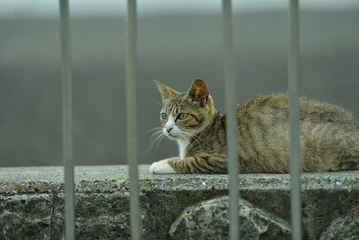 Fence 