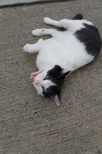 猫