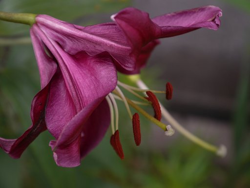 百合の花
