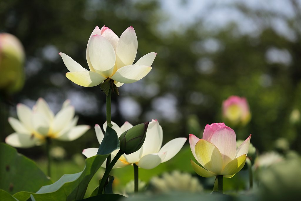 蓮花三態