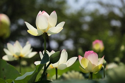 蓮花三態