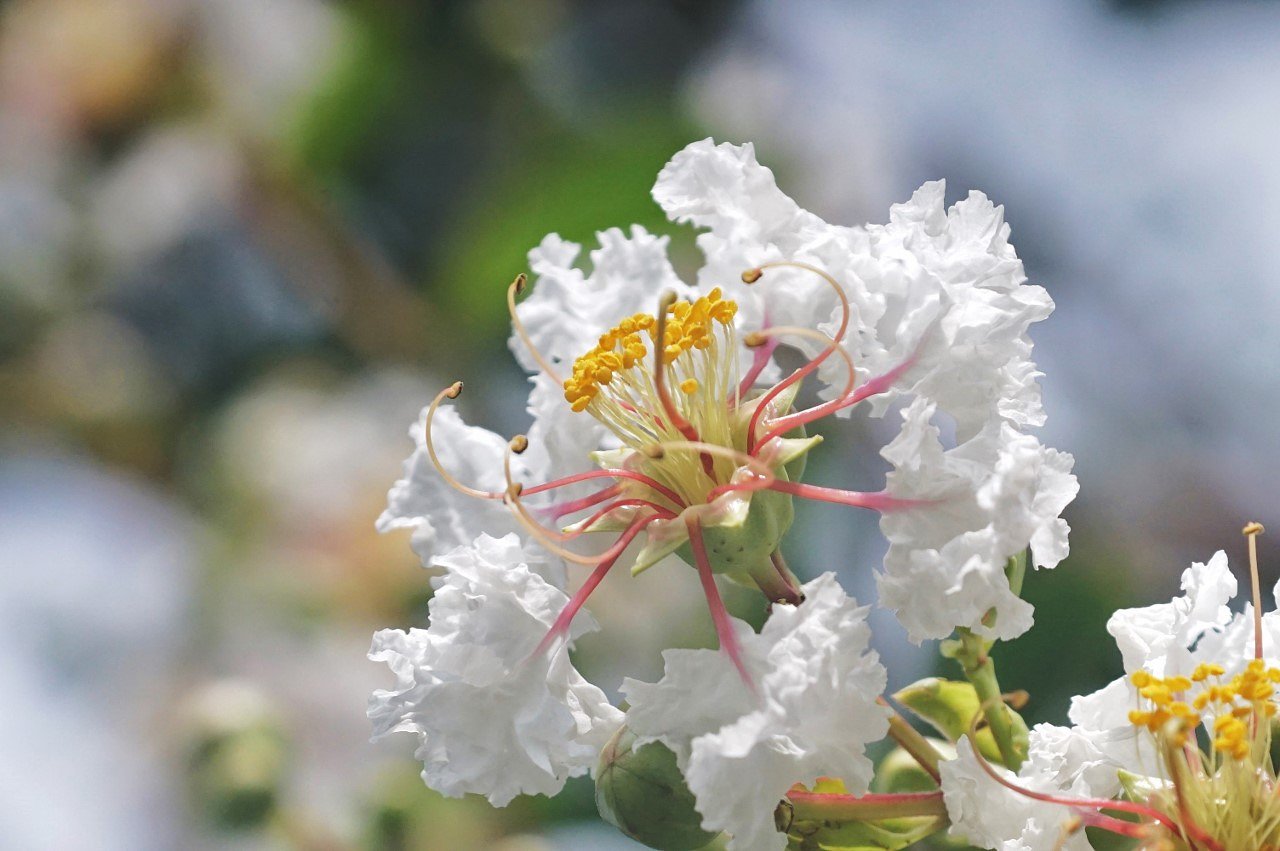 真夏の蘆花公園にて
