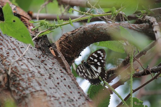 花はミゾソバ、でもらしくなく ２