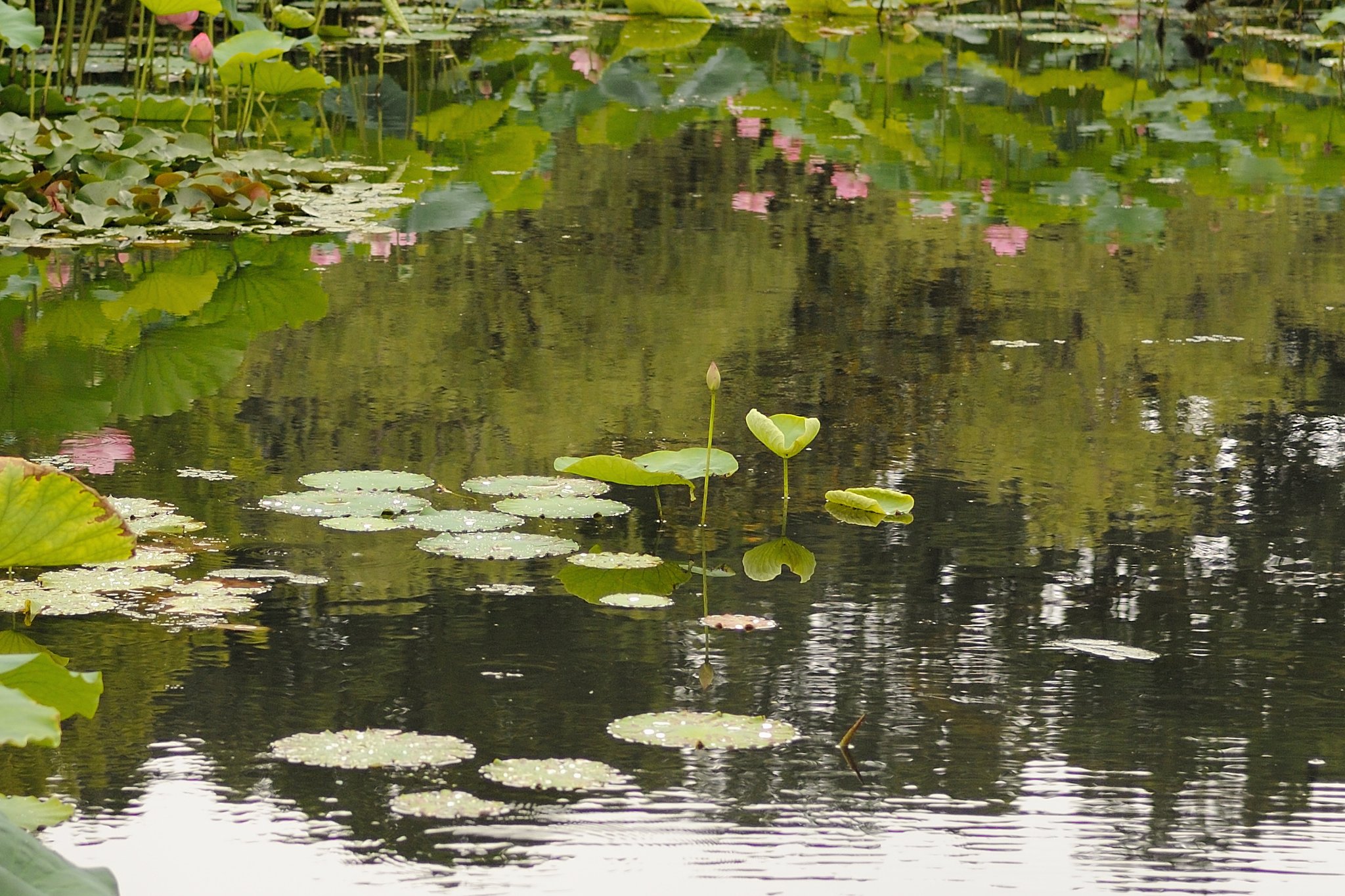 蓮池百景