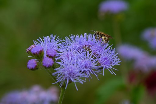 M.ZUIKO 12-50mm F3.5-6.3 EZ