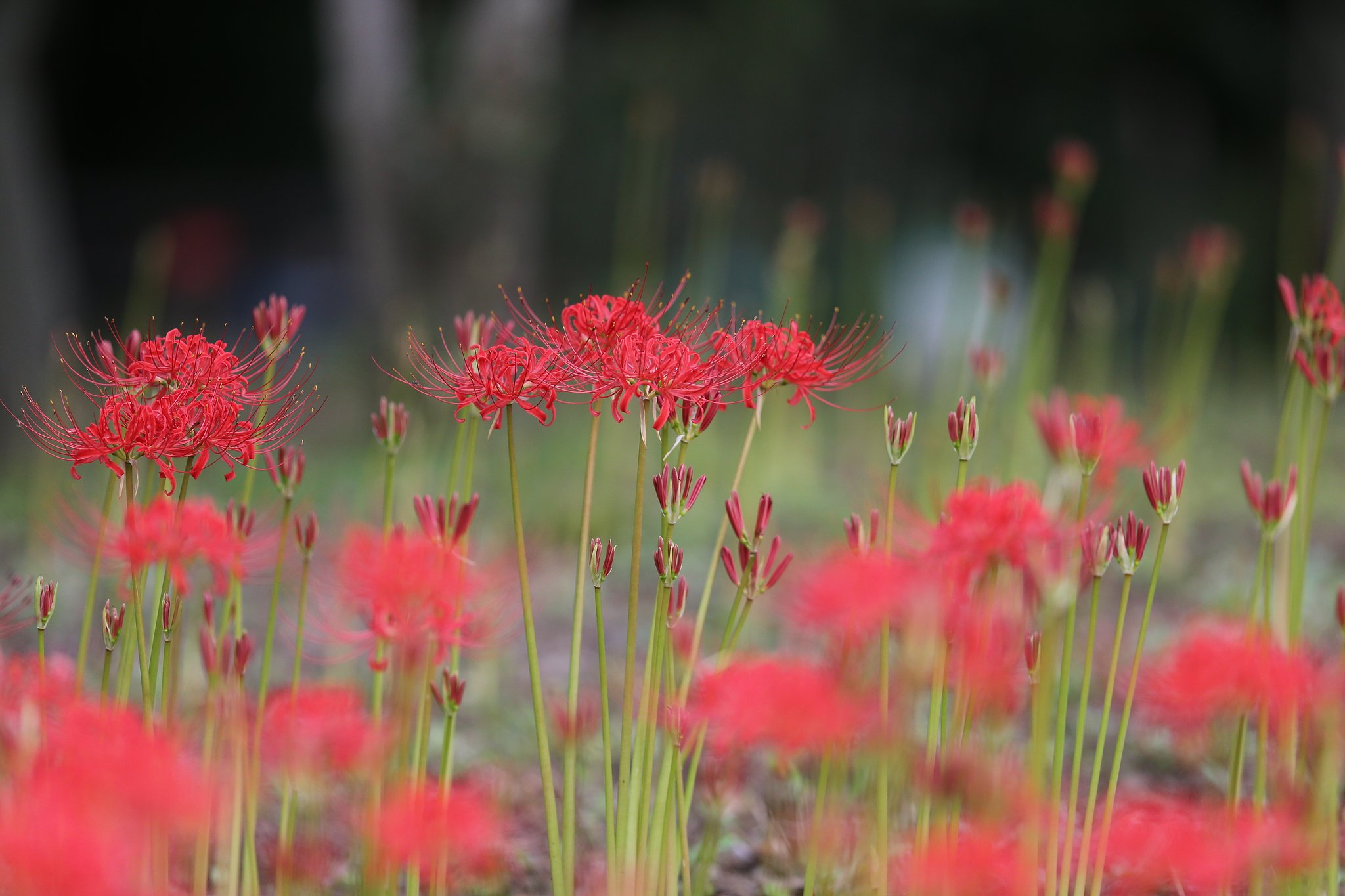 曼珠沙華 三分咲き
