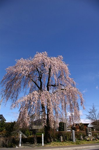 誰でも撮れるんだなぁ。　＃２