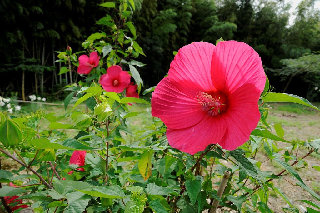 ふようの花