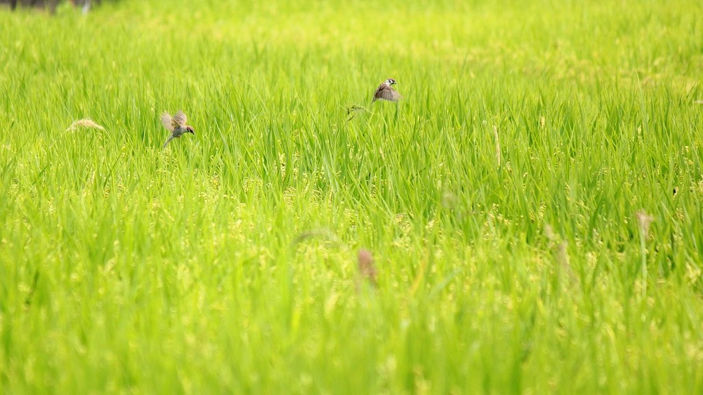 稲刈り間近の田んぼ景