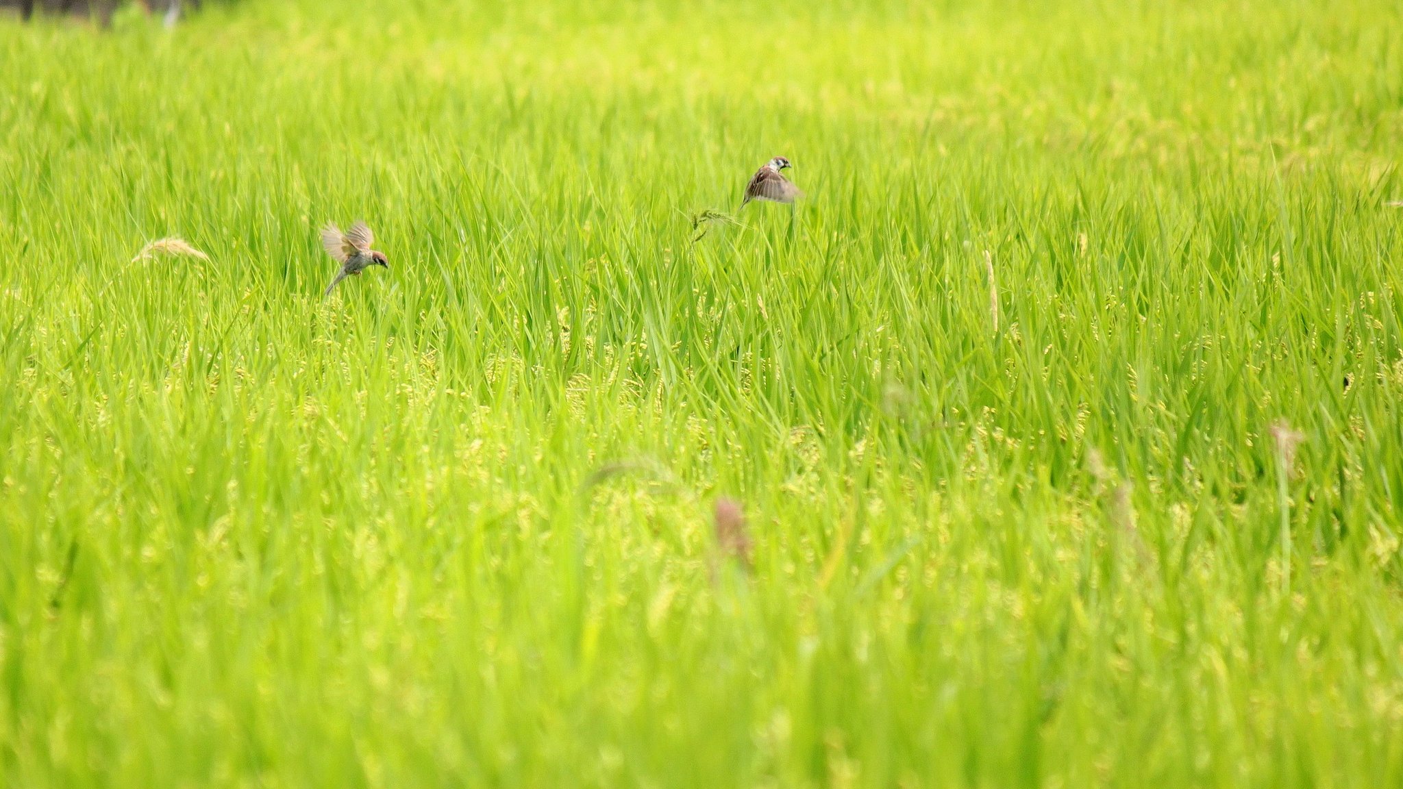 稲刈り間近の田んぼ景