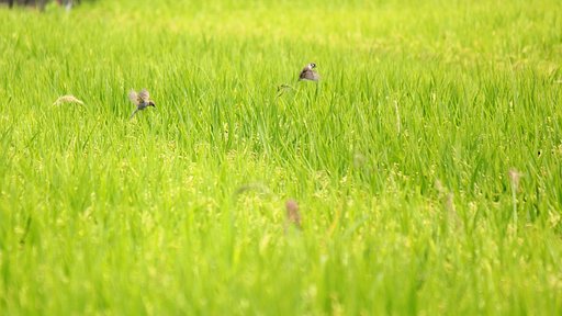 稲刈り間近の田んぼ景