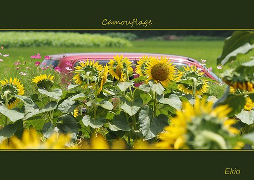 カモフラージュ