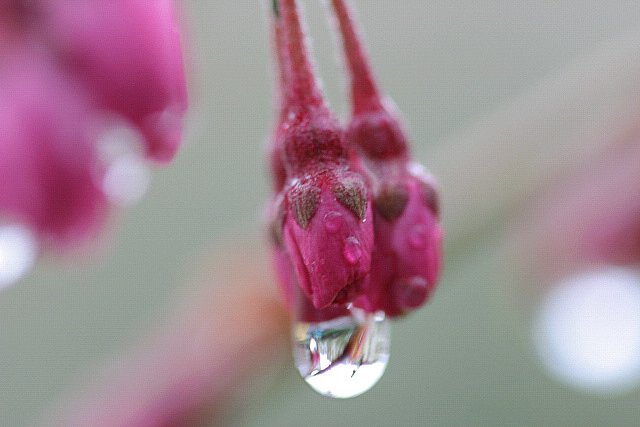 水滴の中にも