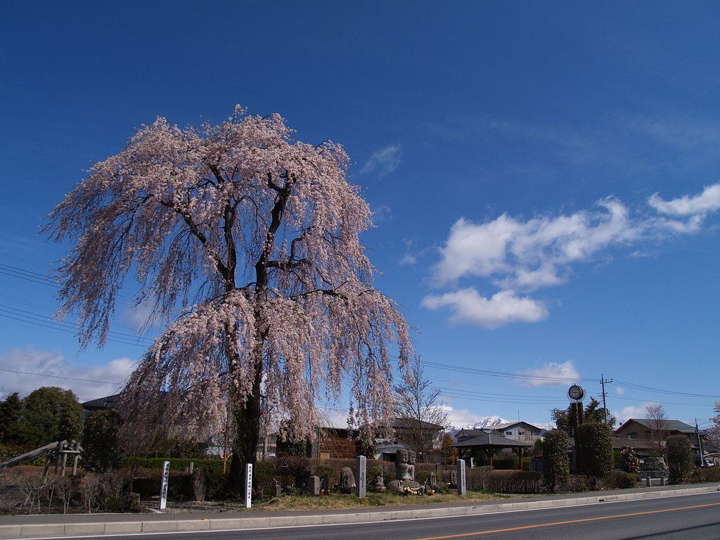 枝垂桜ラスト