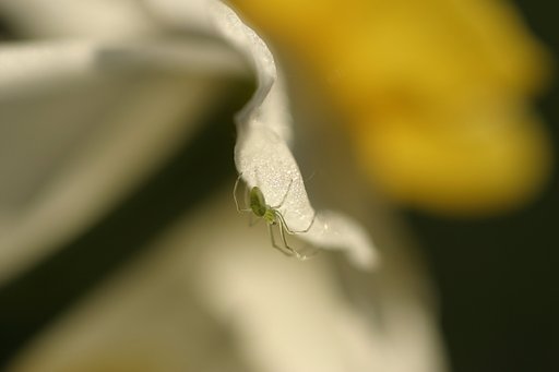 かくれんぼ