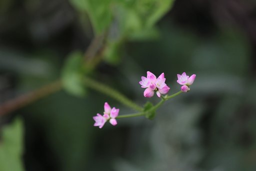 花はミゾソバ、でもらしくなく