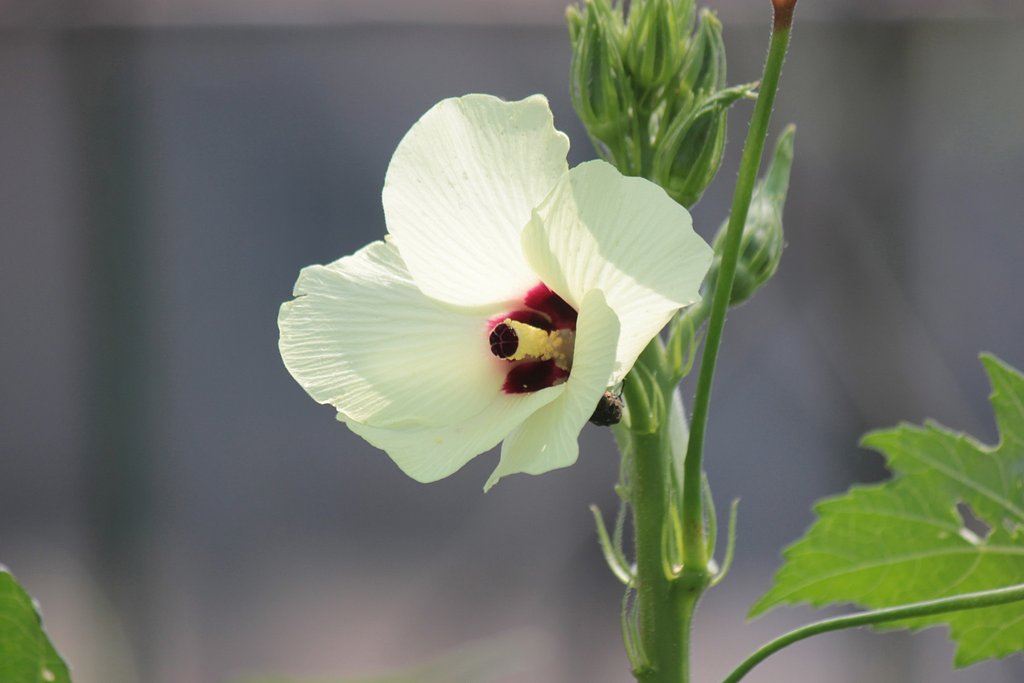 眩しく咲くオクラの花
