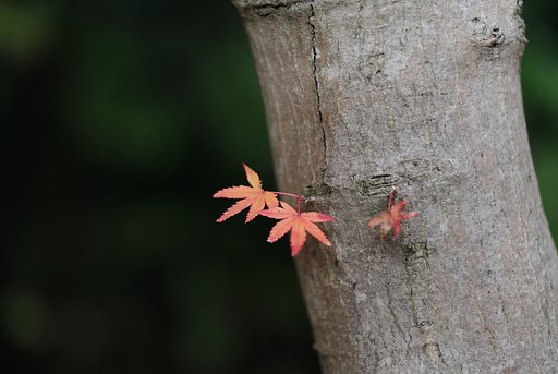 【木】はじまり