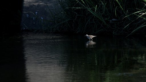 朝影の野鳥ほのかに