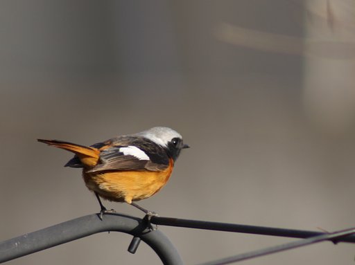 テストで鳥が撮れました。