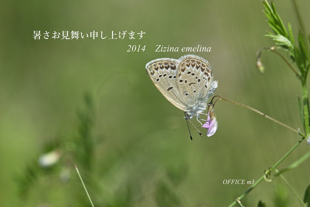 暑中のご挨拶