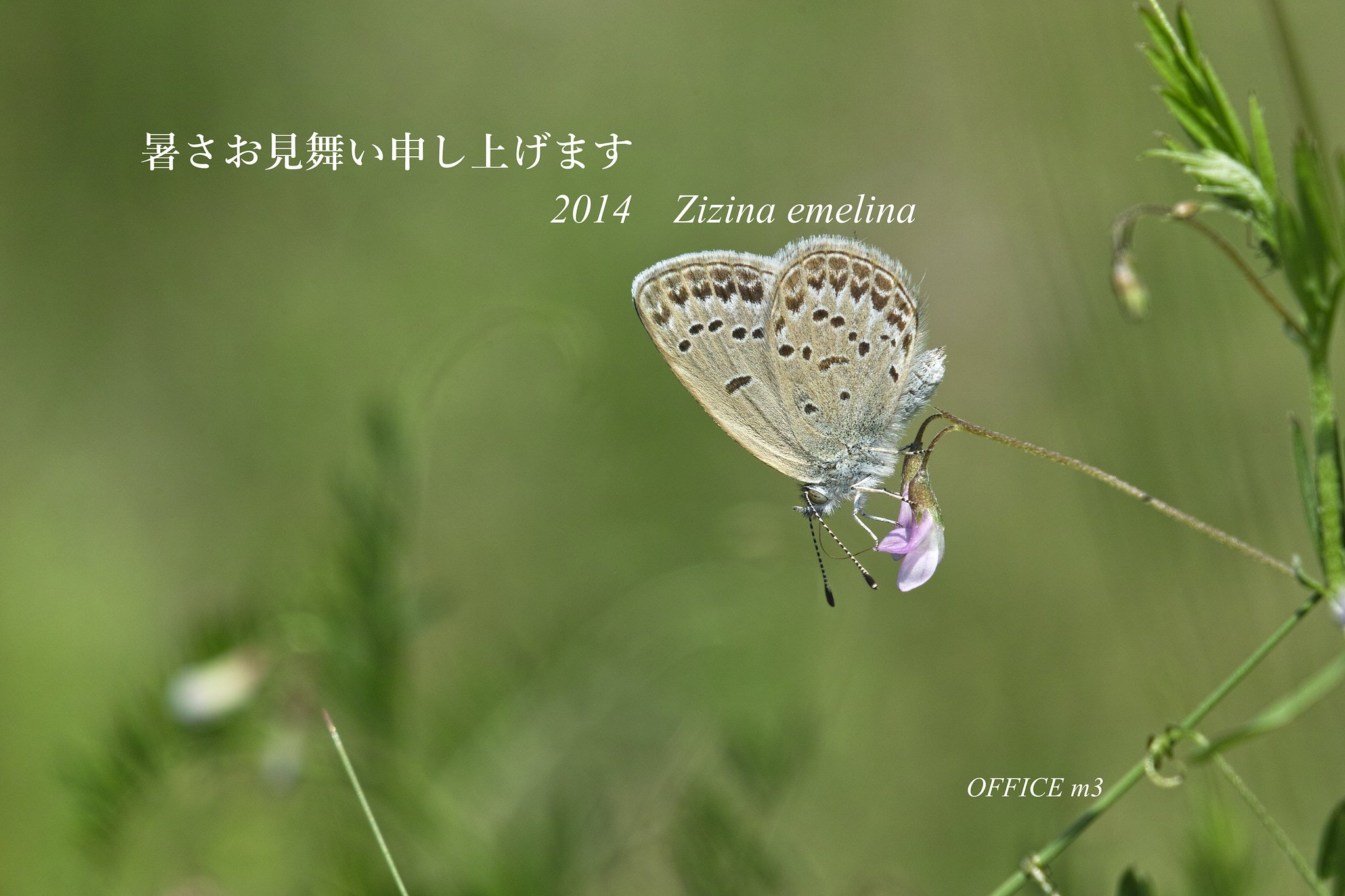 暑中のご挨拶