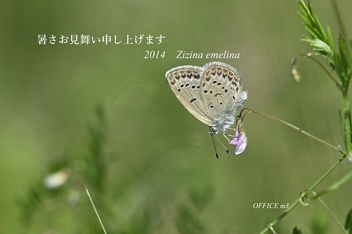 暑中のご挨拶