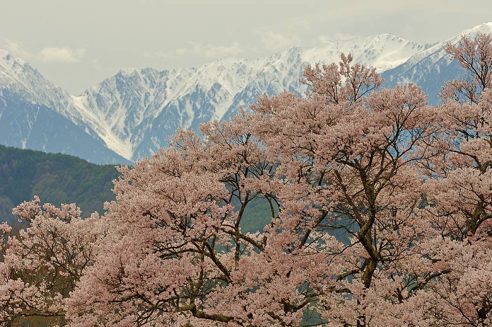 高遠から中央アルプスを望む