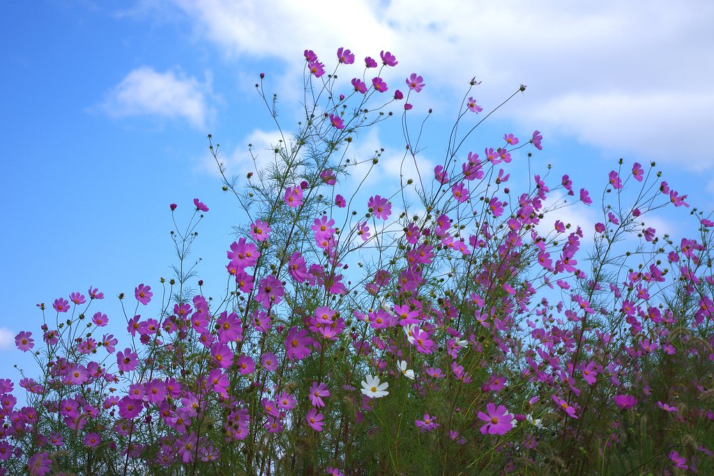 秋桜
