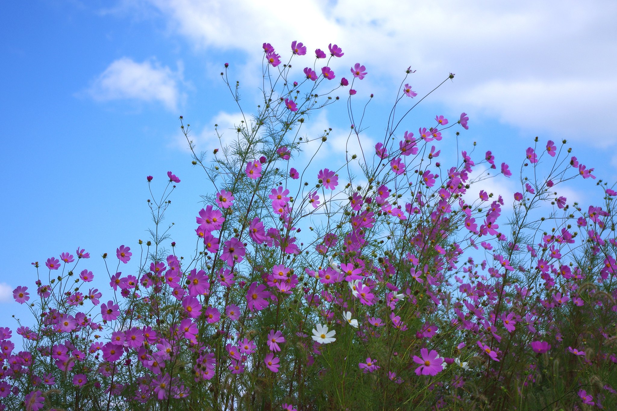 秋桜