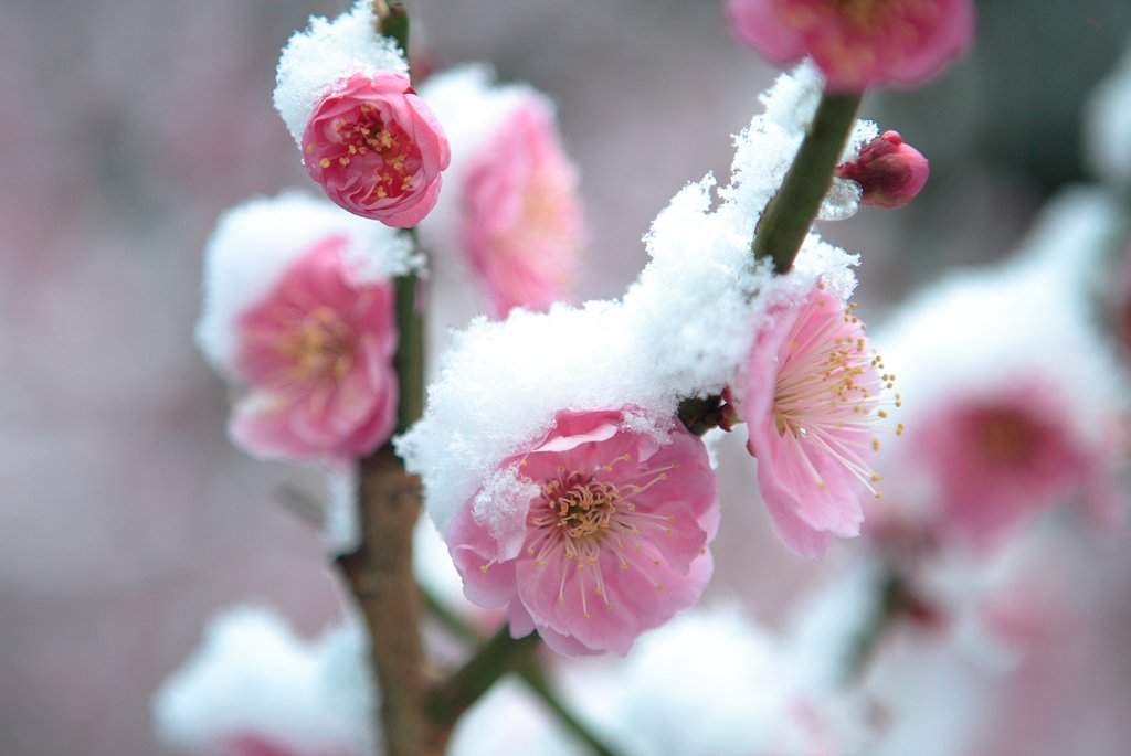雪中梅