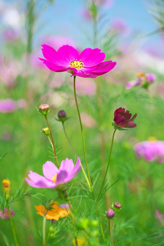 cosmos
