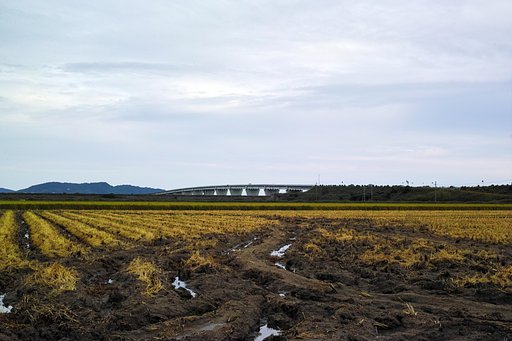 干拓地