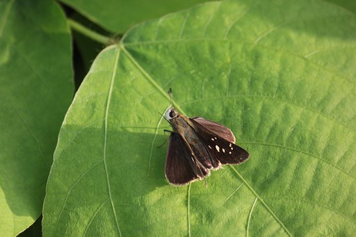 見上げるセセリチョウ