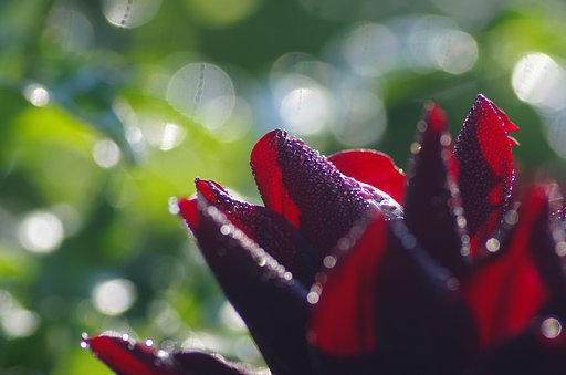 朝露のダリア