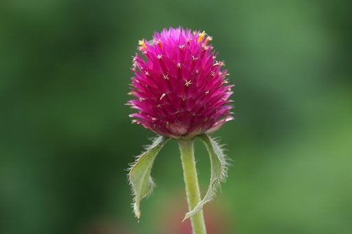 千日紅