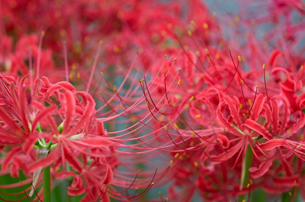 曼珠沙華