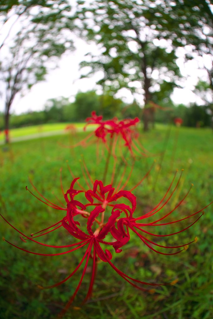 曼珠沙華