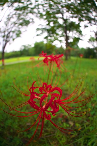 曼珠沙華