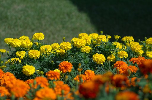 花壇