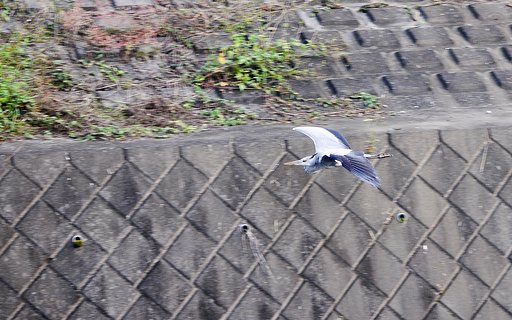 低空飛行