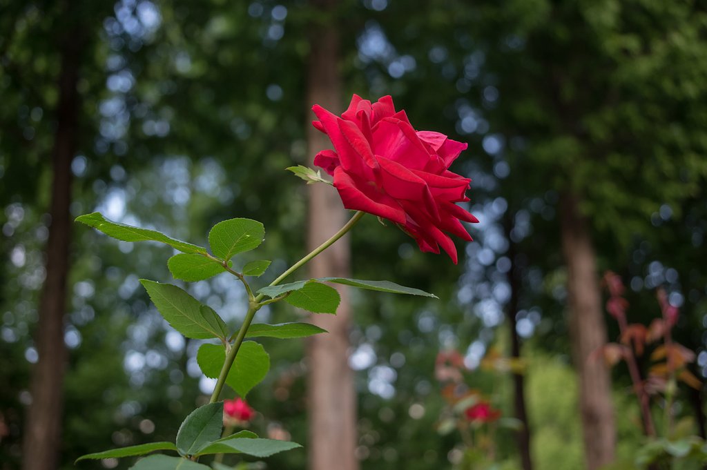 秋薔薇もそろそろ