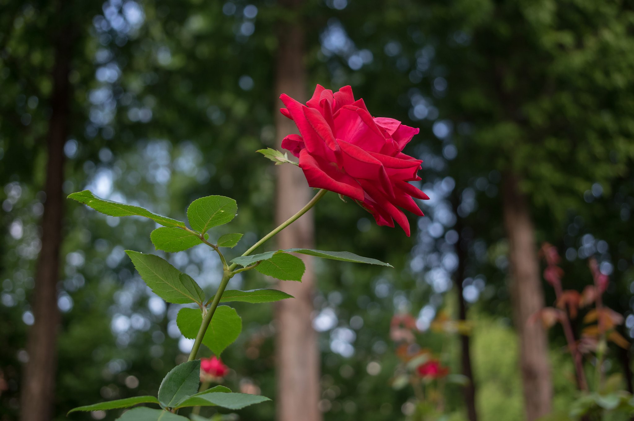 秋薔薇もそろそろ