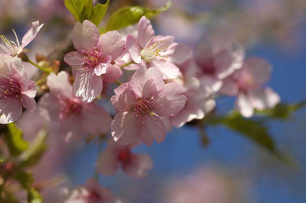 [春」晴天の河津桜