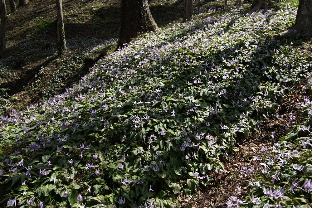 カタクリの花群落
