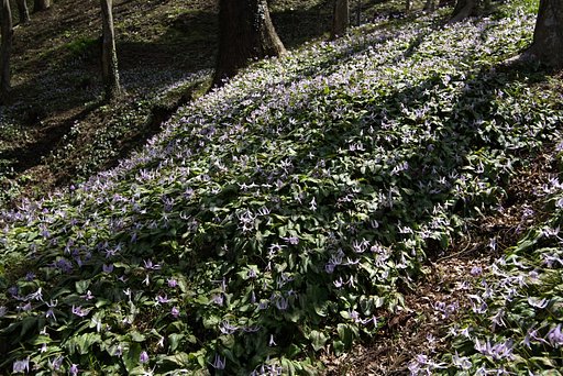 カタクリの花群落