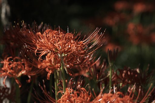 Sonnar 1:4 f=135mm