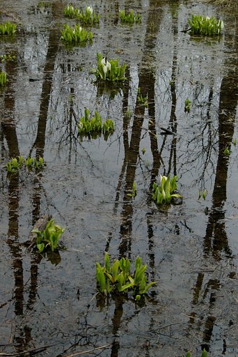 暗い水芭蕉の沼