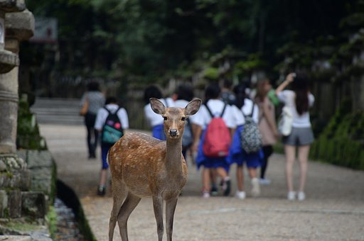 奈良の鹿